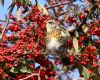 Fieldfare at Oakengrange Drive, Southend (Mike Bailey) (115942 bytes)